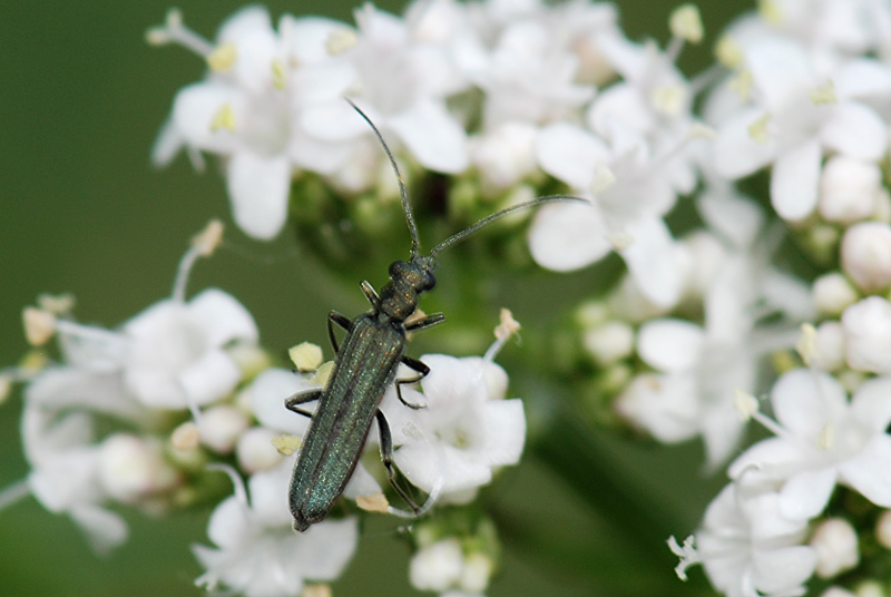 Oedemera virescens?